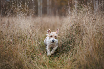 Hunting dog running across the field. Jack Russell terrier in dry tall grass. Pet walking in autumn...