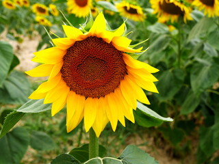 Obraz premium Details of a yellow flower head of sunflower in full bloom in a field. Agricultural background, sunflowers plantation in July