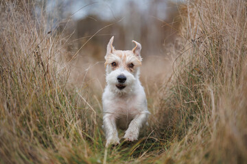 Hunting dog running across the field. Jack Russell terrier in dry tall grass. Pet walking in autumn...