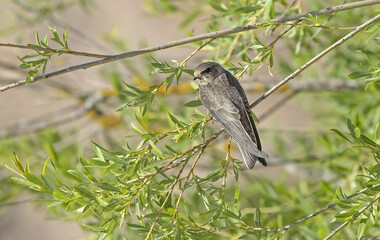 Young swallow sitting on willow branches. Common sand martin (Riparia riparia).
