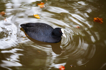 Black coot bird with white beak floating on brown rippled lake water withy fallen orange autumn leaves 
