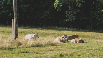Obraz premium cows in a meadow