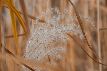 Nostalgic Ornamental Grasses in an Autumn Scene