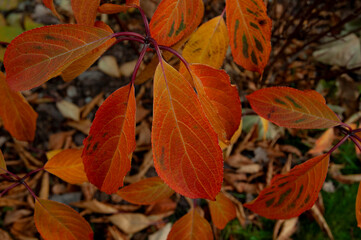 Vibrant Hydrangea Leaves in Fiery Shades of Orange and Red in dark mood style