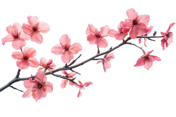 Obraz premium Flower branches blossom plant petal.