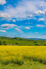 Obraz premium 北海道 安平町の菜の花畑 