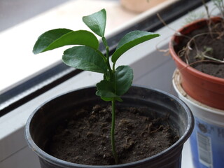 seedlings in a pot