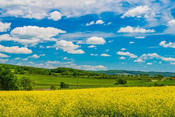 Obraz premium 北海道 安平町の菜の花畑 