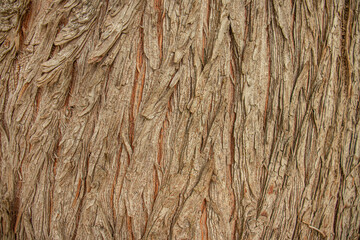 olive tree bark, wooden background