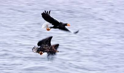 Two eagles flying, panning shot