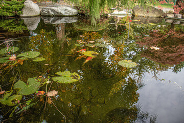 Green Water Lily Leaves in Water Plants on Lake 