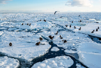 Sunrise at sea, an eagle resting on drift ice © yoshi