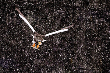Obraz premium An eagle catches prey in a black and white snowy landscape