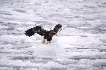 An eagle hunts for prey in the frozen waters of Hokkaido
