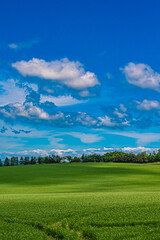 Obraz premium 北海道 安平町の菜の花畑 