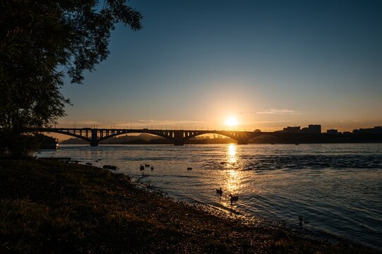 ducks swim in the Yenisei at sunset against the background of the communal bridge
