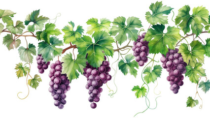 Watercolor painting of grape leaves and 
 grape vines isolate on a white background. 
