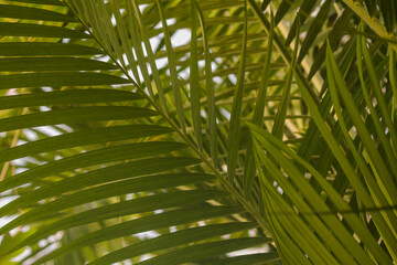 Palm tree leaves background. Close-up of green palm leaves