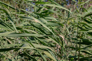 Close up of reed leaves in the forest. Natural background.