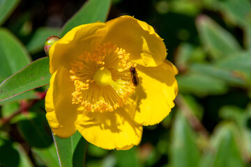 A detailed closeup view of a bright yellow flower along with its green leaves