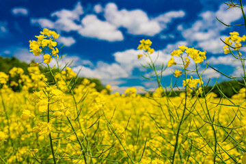 Obraz premium 北海道 安平町の菜の花畑 