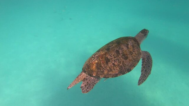 a turtle with three legs is crossed with a turtle with four legs.