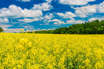 Obraz premium 北海道 安平町の菜の花畑 