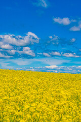 Obraz premium 北海道 安平町の菜の花畑 