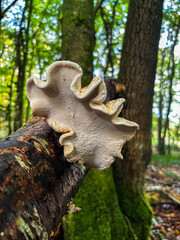 Large Fungi in Cornish Woodland.