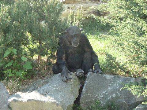 affe