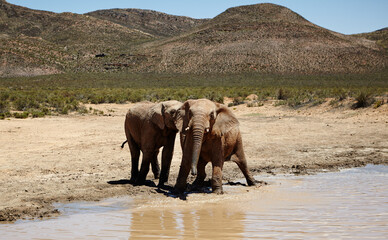 Savannah, elephant and animals in portrait by river, wildlife and conservation for sustainability....