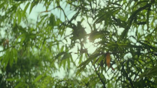 Beautiful bamboo leaves with sunlight in the morning. Little movement of the bamboo leaves with the wind.