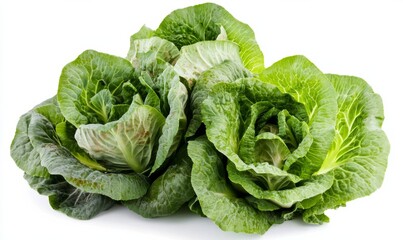Green butterhead lettuce cabbage isolated on white background