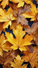 Fototapeta premium Close Up of Yellow Leaves on Tree