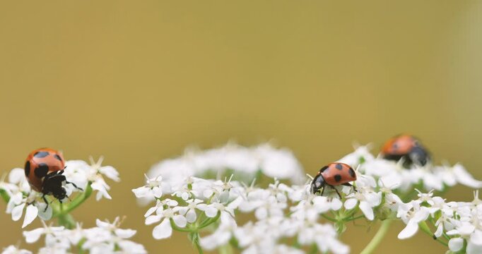 ladybug or ladybird on a white flower in a windy day