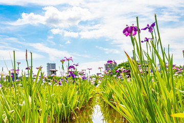 Fototapete bei efototapeten.de bestellen   