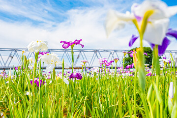 Fototapete bei efototapeten.de bestellen   