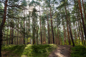 Obraz premium Wald Forest