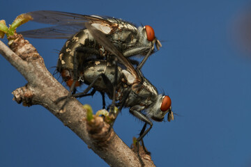 A fly on another fly perched on a branch