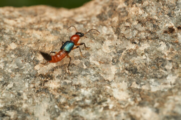 Details of a Fire Bug on a rock - Paederus