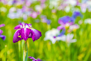 Fototapete bei efototapeten.de bestellen   