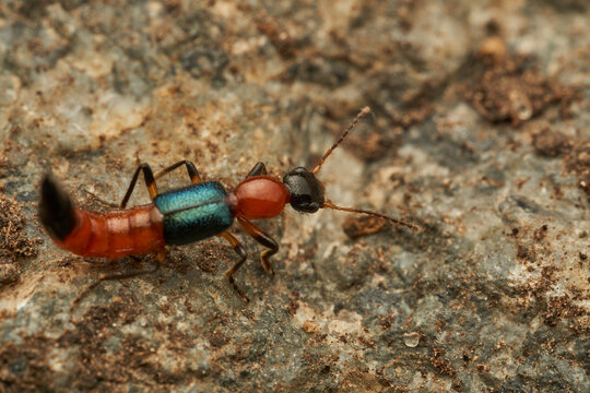 Details of a Fire Bug on a rock - Paederus
