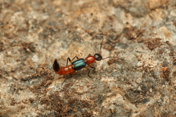 Details of a Fire Bug on a rock - Paederus