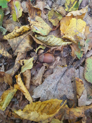 Autumn forest, fallen colorful leaves, acorns, branches lie on the ground, autumn time