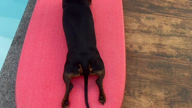 cachorro deitado em prancha de surfe 