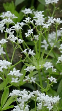 A delicate cluster of star-shaped white flowers of the sweet woodruff (Galium odoratum) blooming in a shaded forest environment with bright green, whorled leaves. Vertical video
