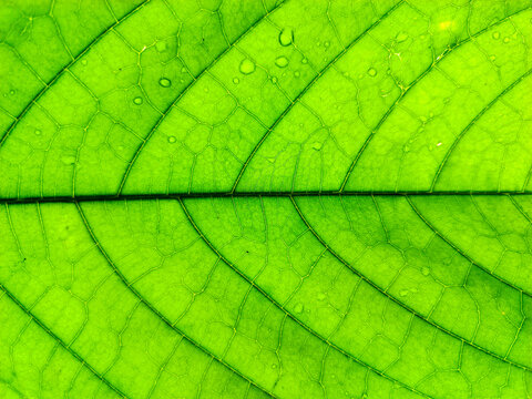 Macro photo of the texture of a cocoa tree leaf.