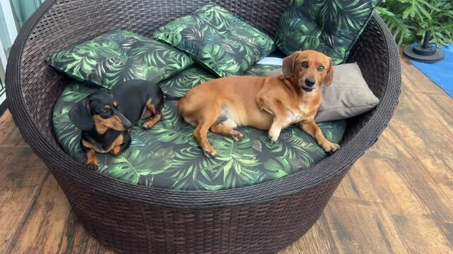 cachorros descan&ccedil;ando em chease 