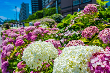東京　旧中川水辺公園の風景