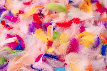 Colorful feather background, top view.